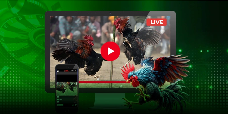 Giới thiệu khái quát về đá gà mạng tại slot365